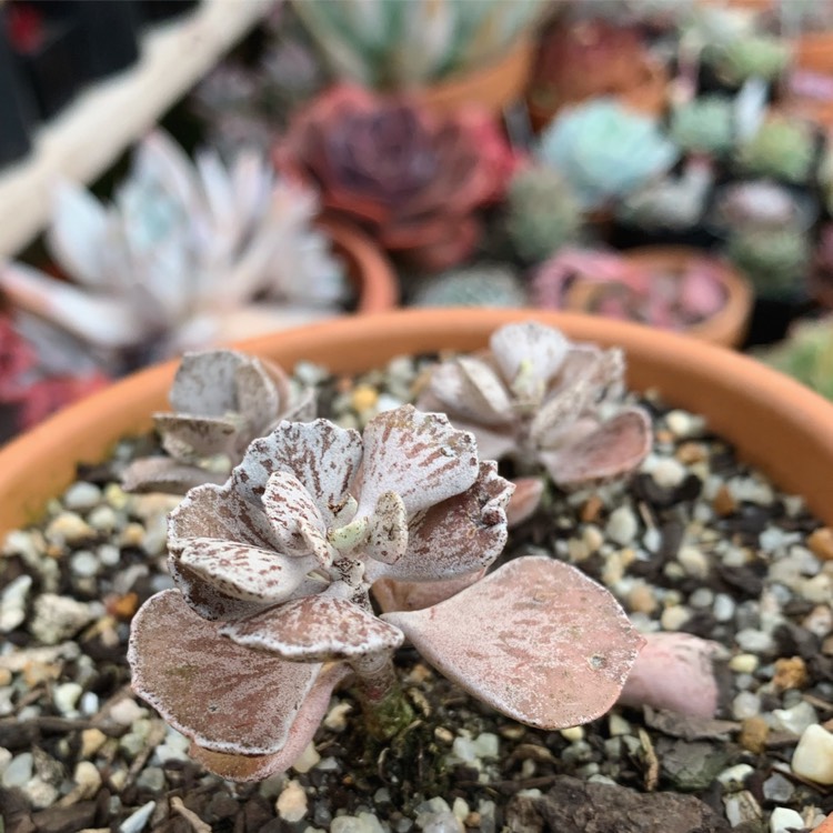Plant image Kalanchoe rhombopilosa var. rhombopilosa