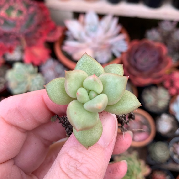 Plant image Echeveria J.C. Van Keppel