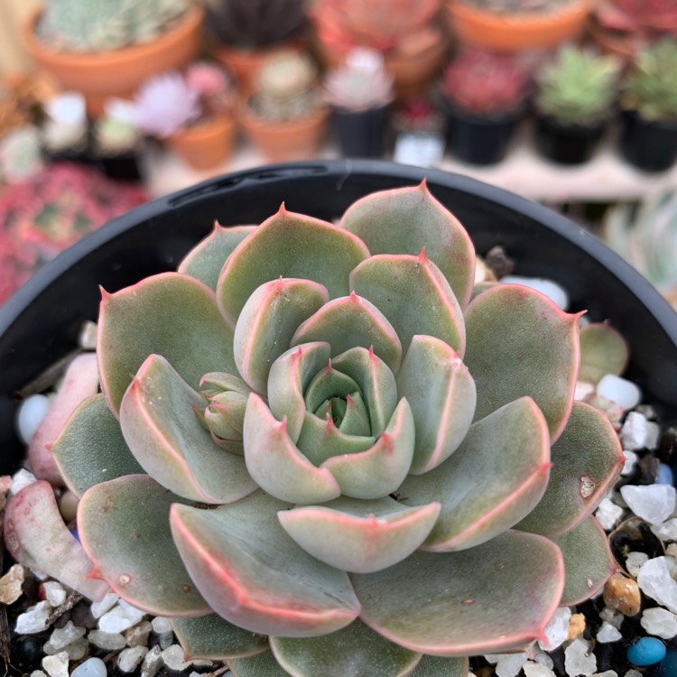Plant image Echeveria Parks Pop Candy
