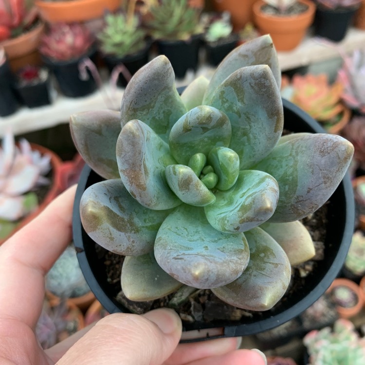 Plant image xSedeveria Blue Mist
