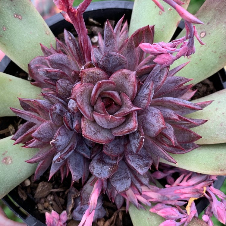 Plant image Echeveria Nightfall