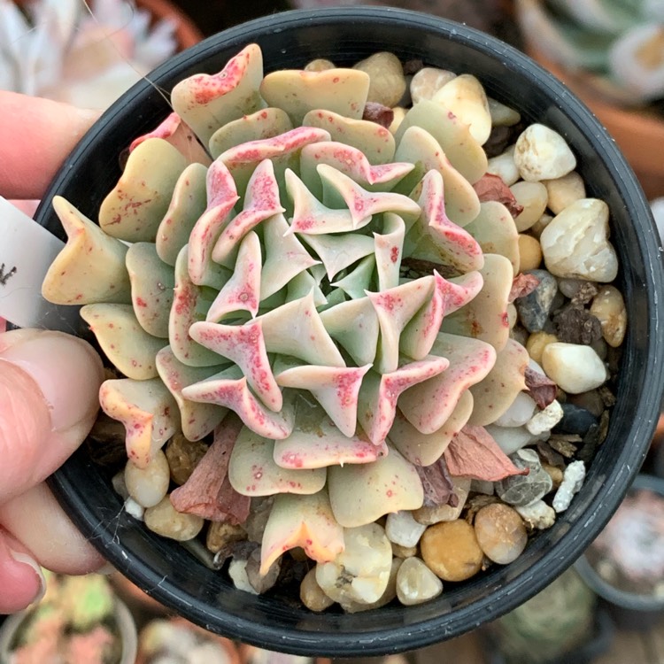 Plant image Echeveria Pinwheel Revolution