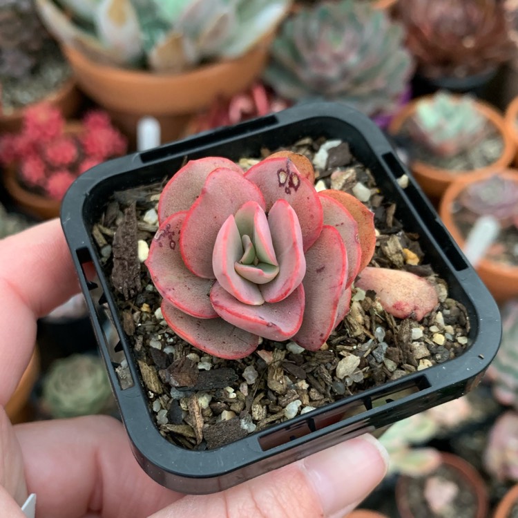 plant image 1162828