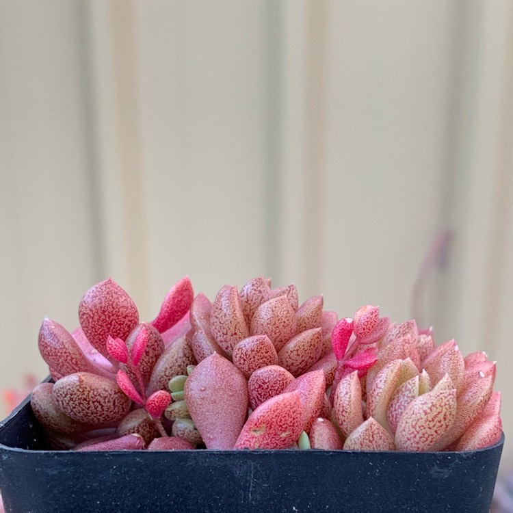 Plant image Sinocrassula Densirosulata