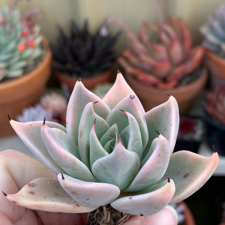plant image 1165997