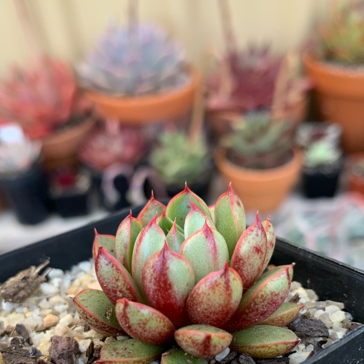 Plant image Echeveria Cat's Eye 