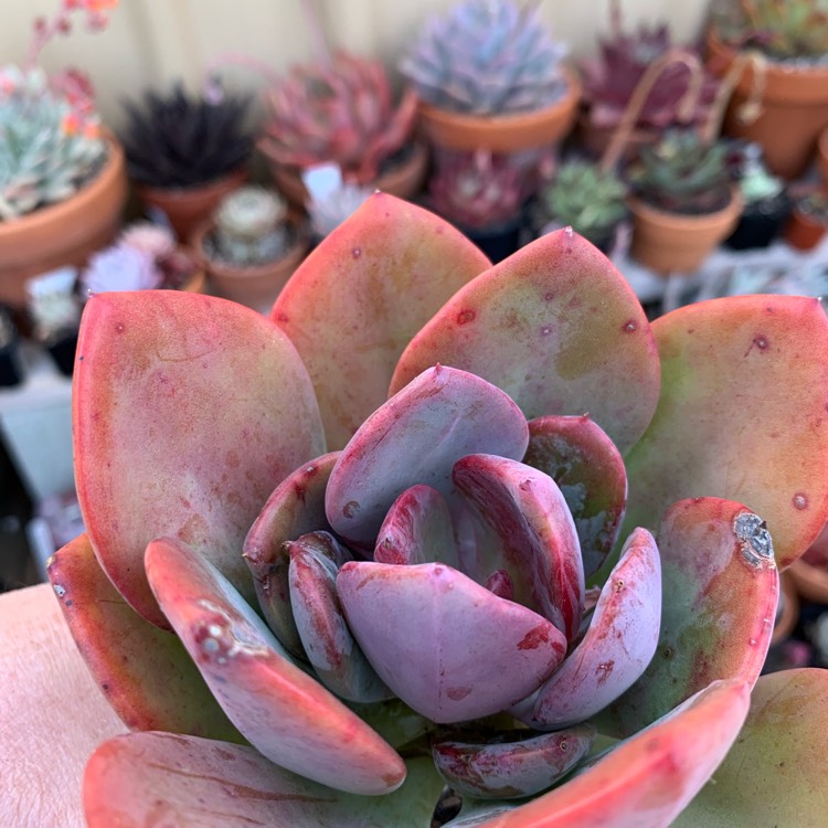 Plant image x Pachyveria Empress