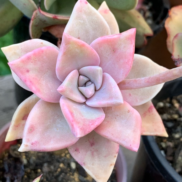 plant image 1167730