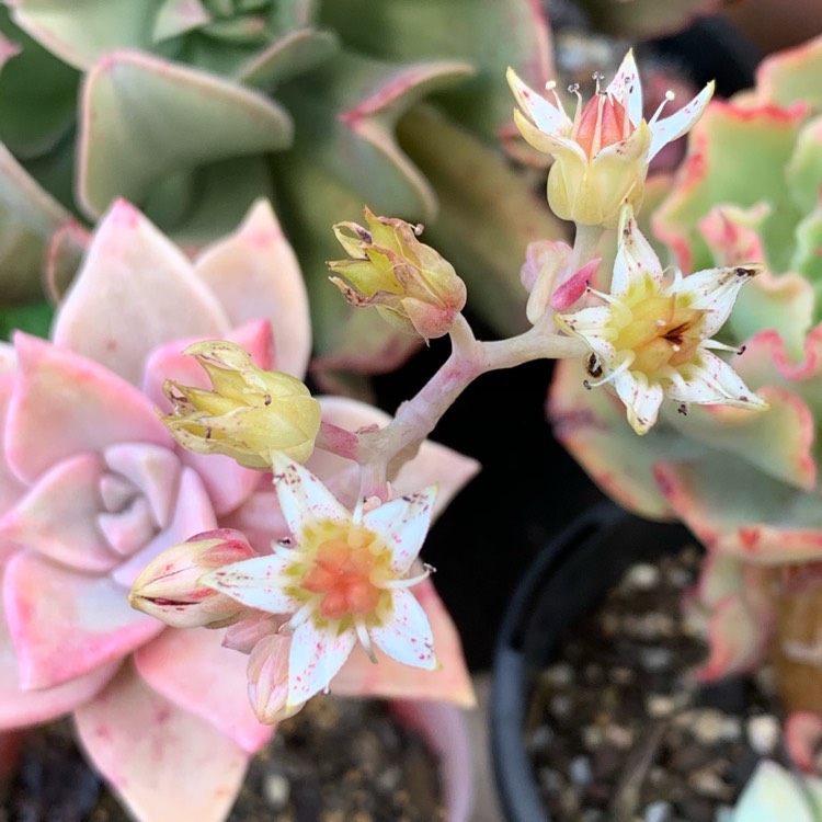 Plant image Graptopetalum Victor Kane