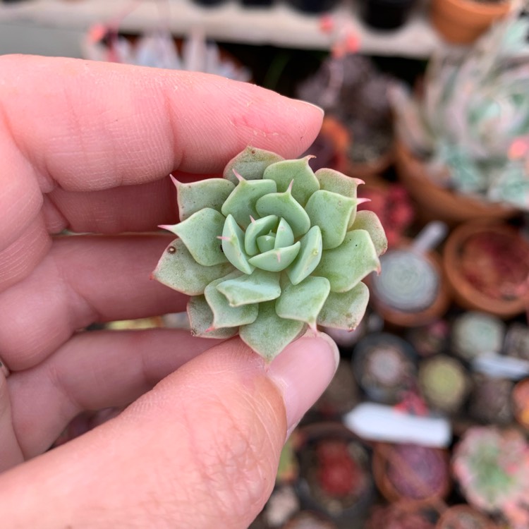 Plant image Echeveria Luzz