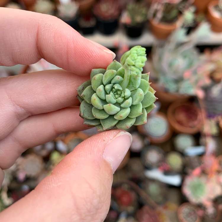 Echeveria Green Star, Echeveria 'Green Star' in GardenTags plant