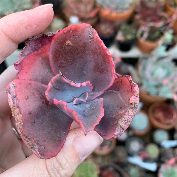 Plant image Echeveria Strawberry Paddle