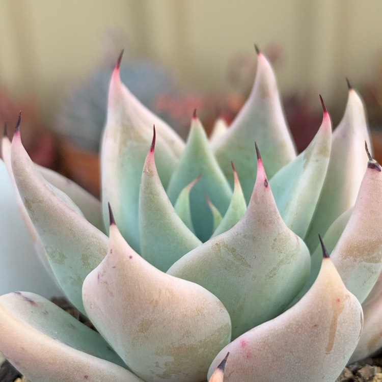 plant image 1187034