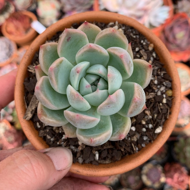 Plant image Echeveria Alba Beauty