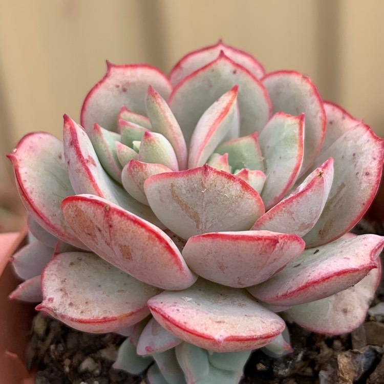 plant image 1191317