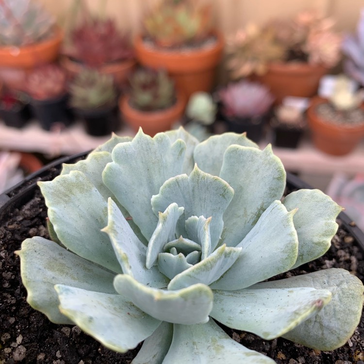 plant image 1195209