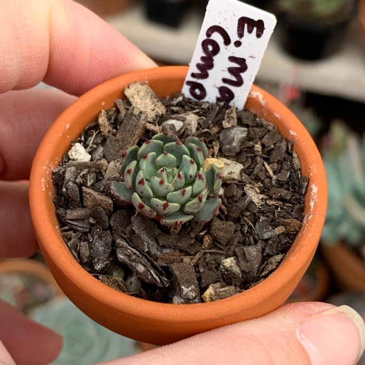 plant image 1197367