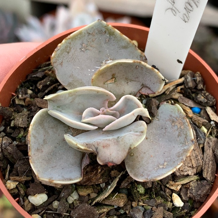 Plant image Echeveria Bustamante