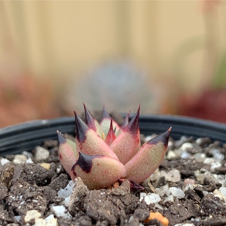 plant image 1197375