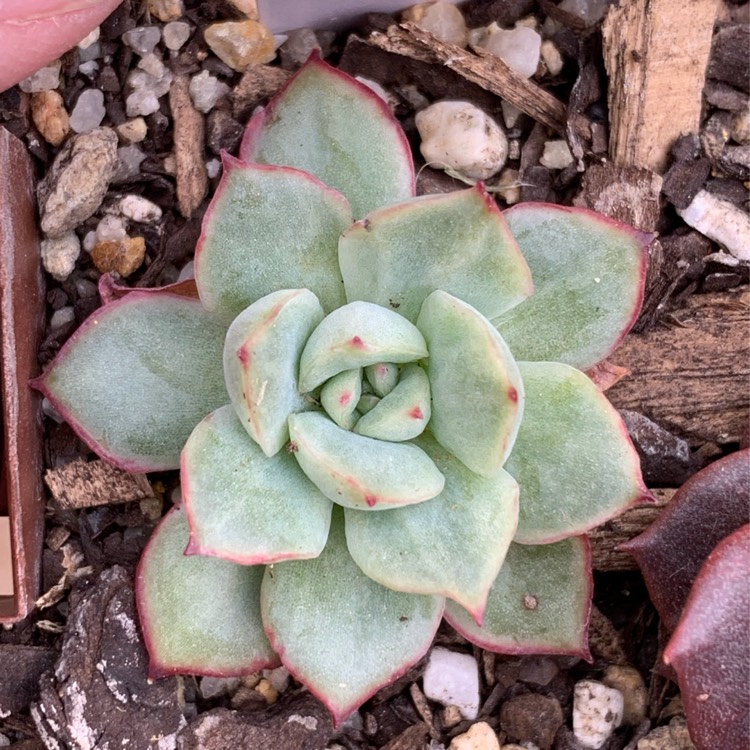 Plant image Echeveria Californica Queen