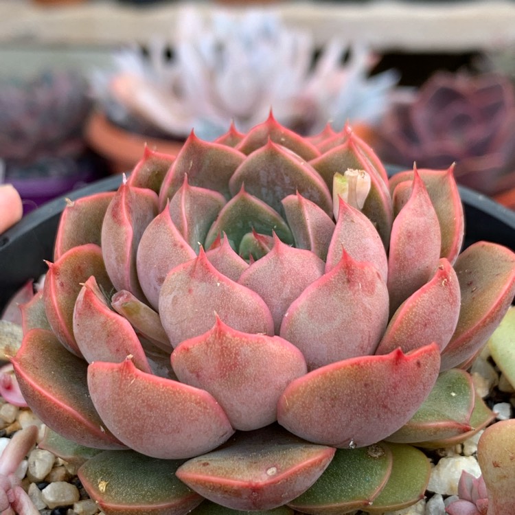 plant image 1198551