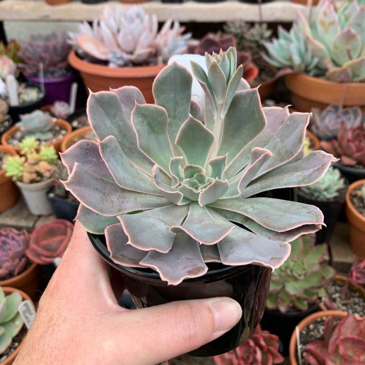 Plant image Echeveria Shaviana Truffles