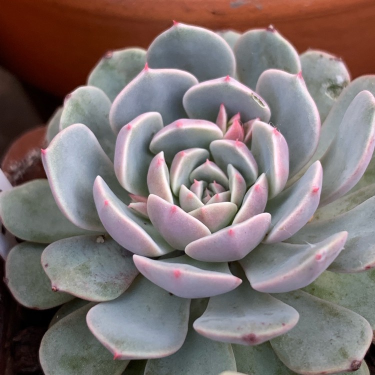 plant image 1207211 plant image 1207211