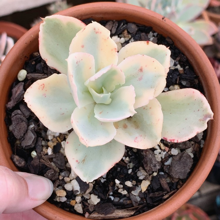 plant image 1221743 plant image 1221743