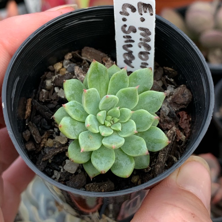 plant image 1222077