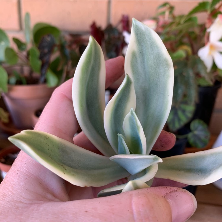 plant image 1224996