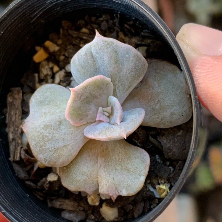 Plant image Echeveria Lilacina Monstrose