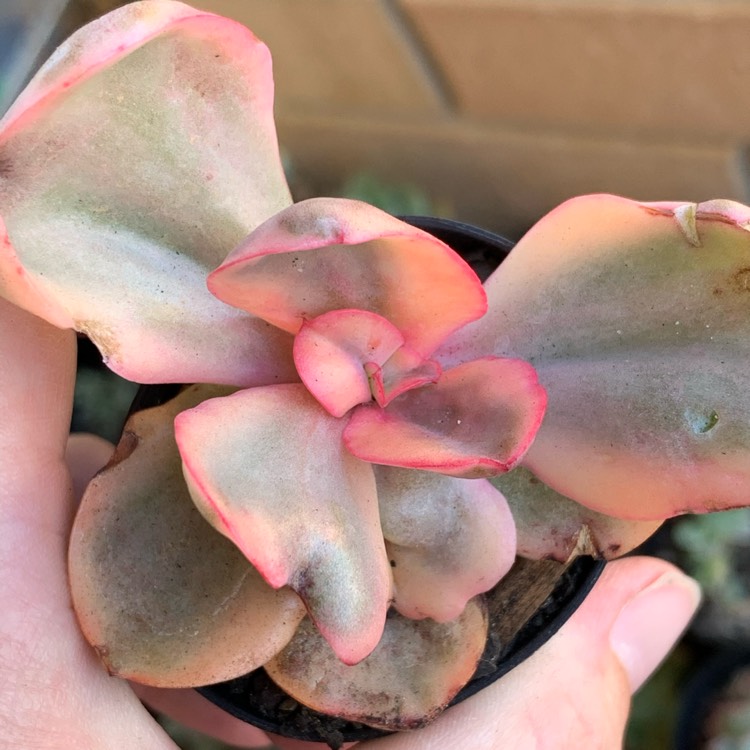 plant image 1225013