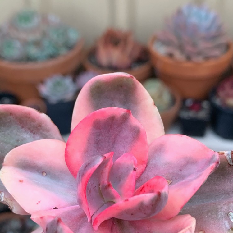 plant image 1286095
