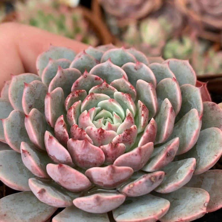 plant image 1286120 plant image 1286120
