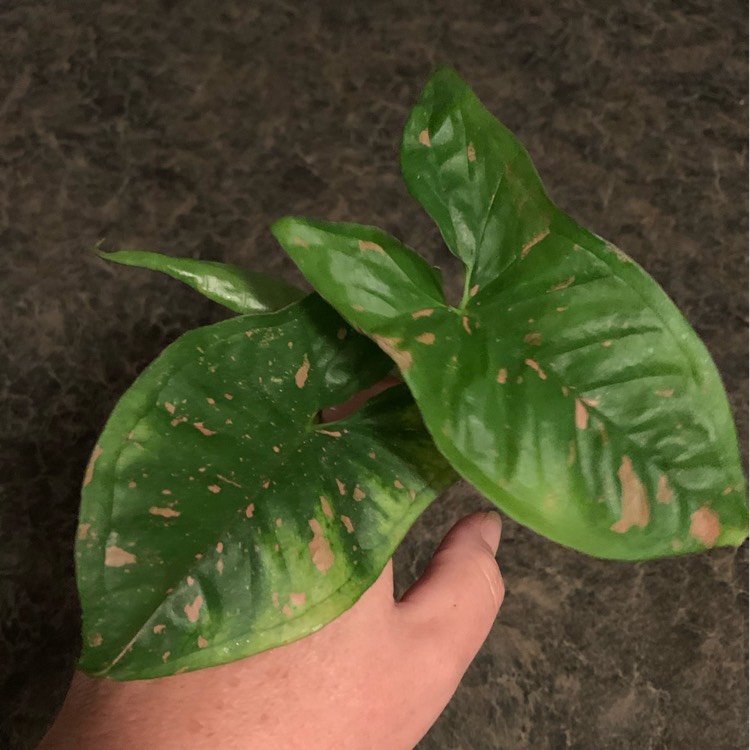 Plant image Syngonium 'Pink Splash'