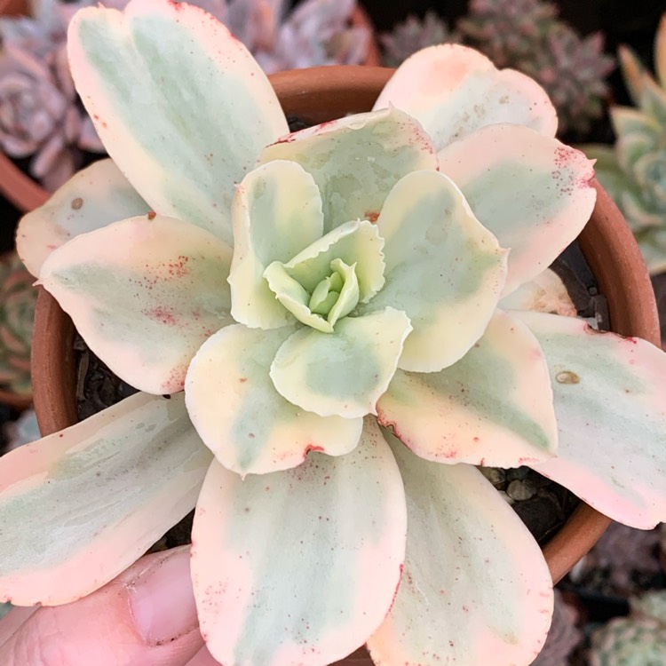 Plant image Echeveria Jippon Moon River