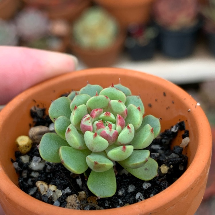 plant image 1309164