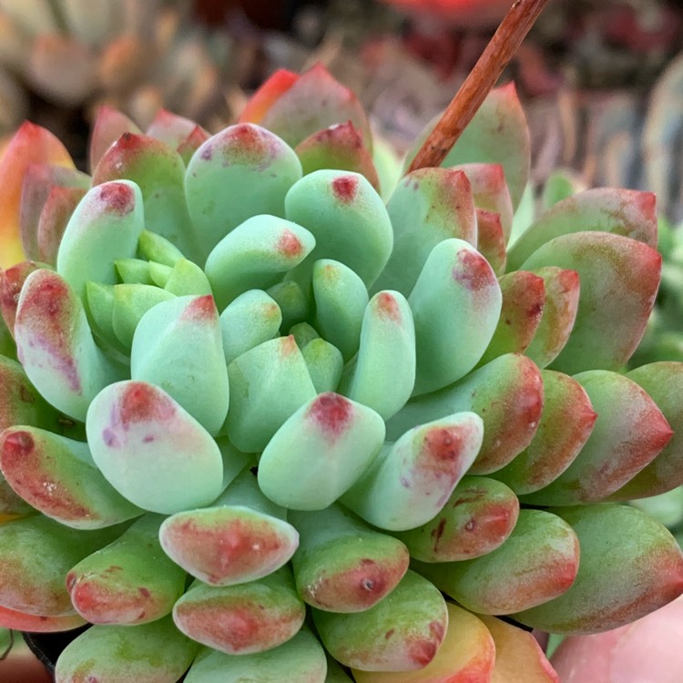 plant image 1309628