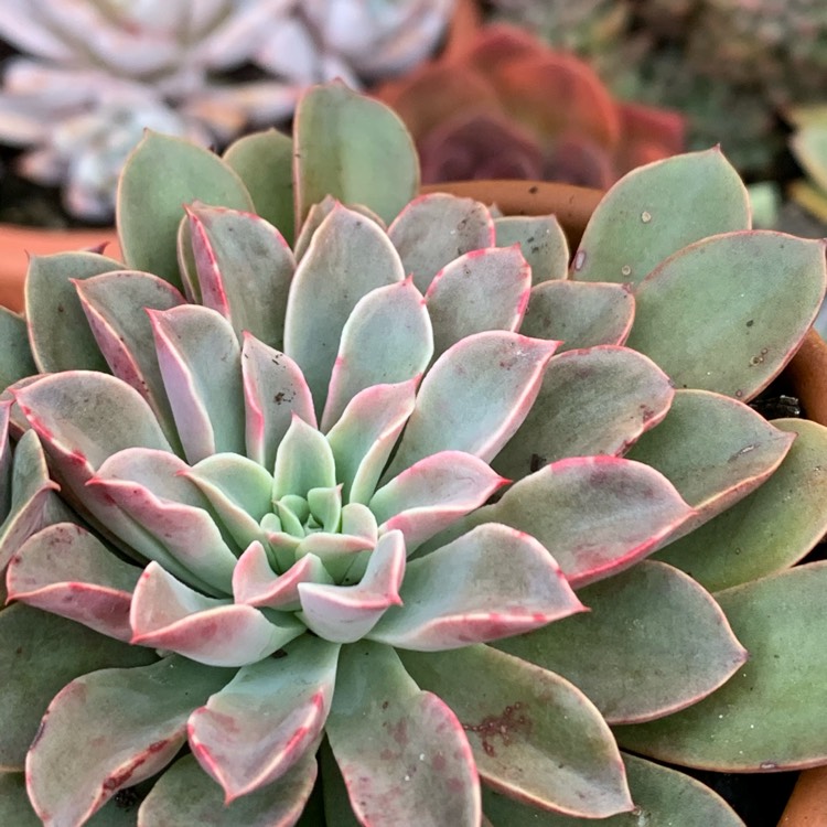 Plant image Echeveria Fantastic Fountain