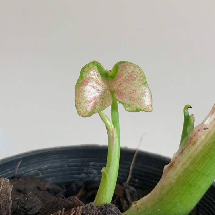 Plant image Syngonium 'Milk Confetti'