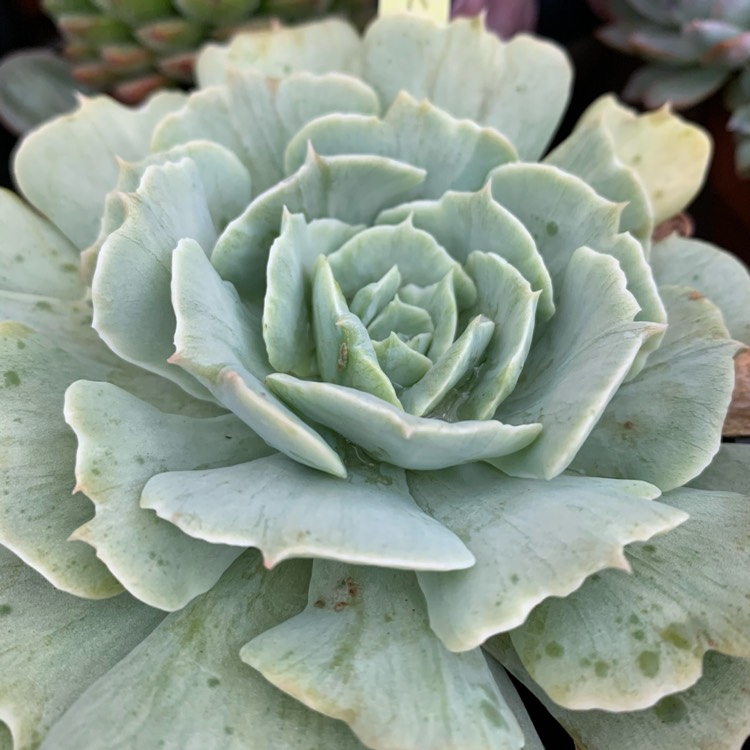 plant image 1315414