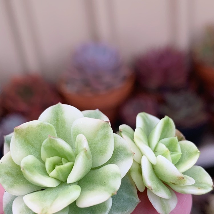 Plant image xSedeveria Rolly Variegata
