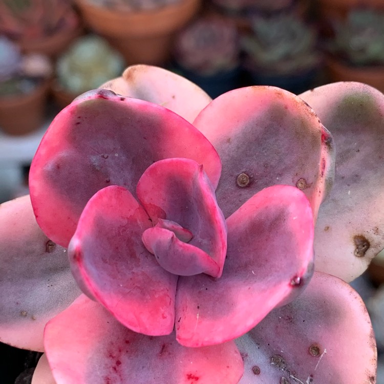 Plant image Echeveria Golden State