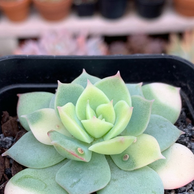 Plant image Echeveria Solicensis Variegata