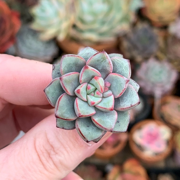 Plant image Echeveria Subcorymbosa Lau 30 Giant Form