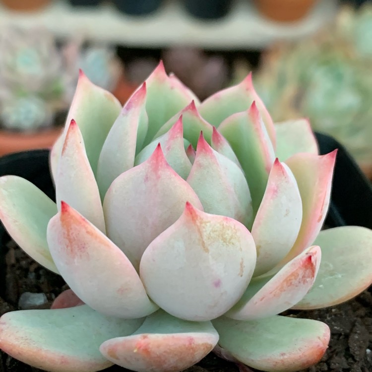 plant image 1367840