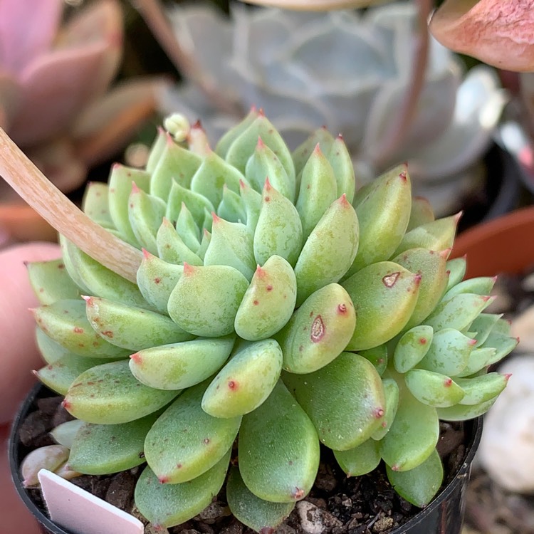 Plant image Echeveria Mebina x xGraptoveria Silverstar