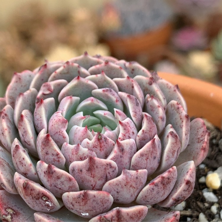 Plant image Echeveria Tuxpan
