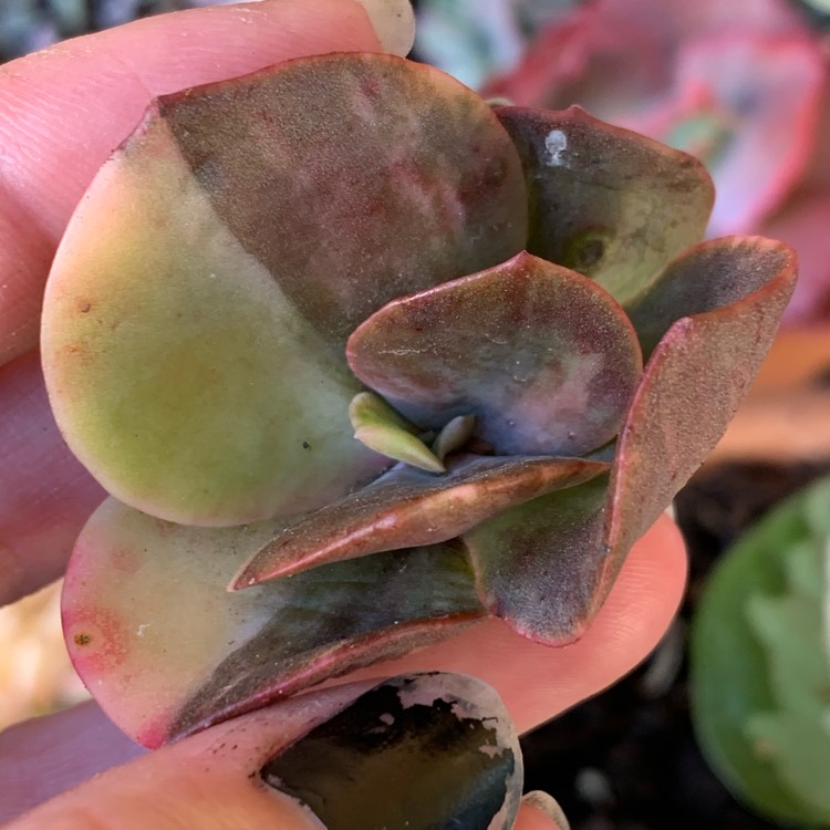 plant image 1411822