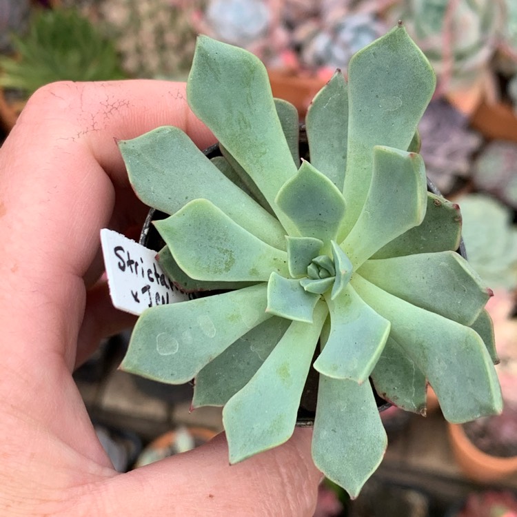 plant image 1414220